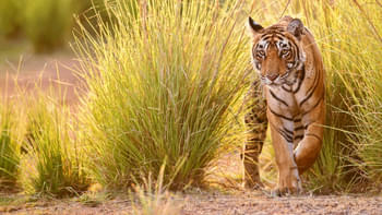 Ybeivydzmh92ub88ypuosp2umm3m 1553508184 pench national park