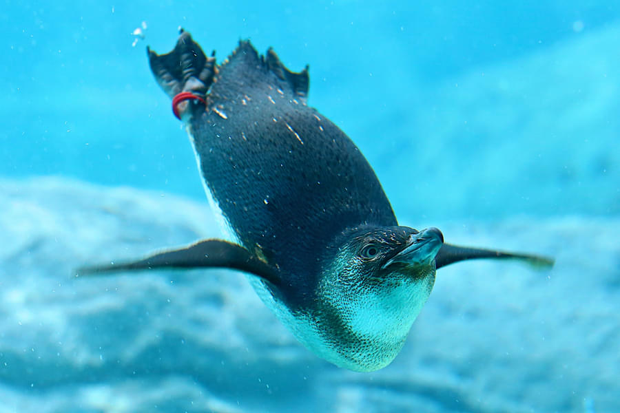 Meet Spinner, the youngest penguin at the aquarium