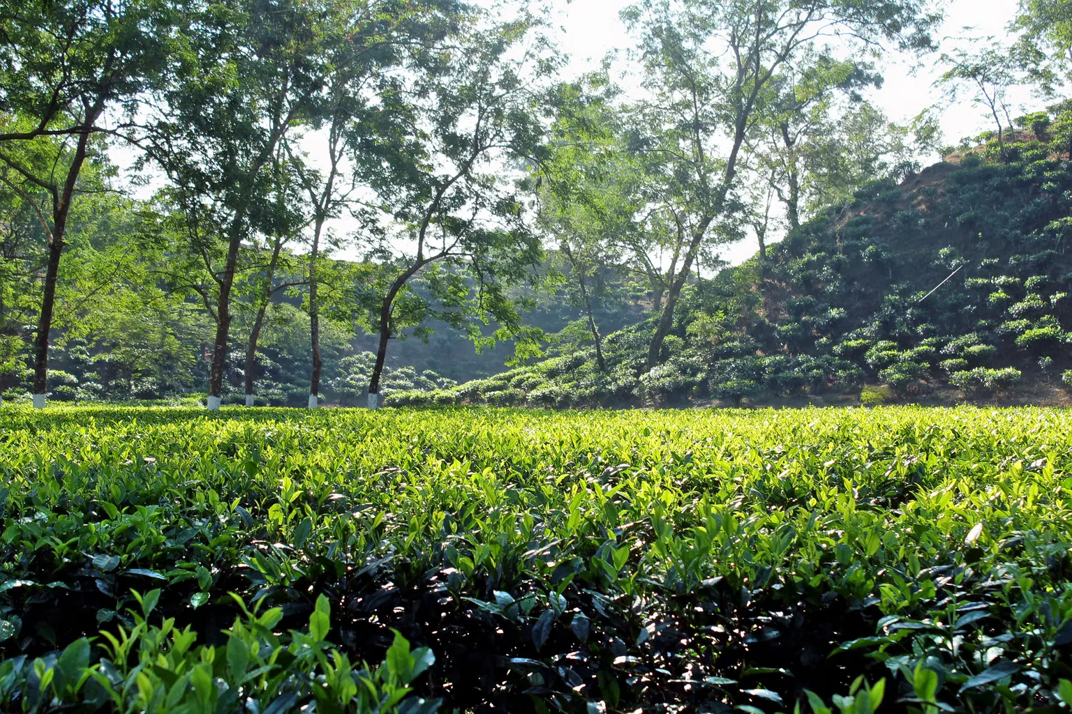Sevenmallay Tea Estate