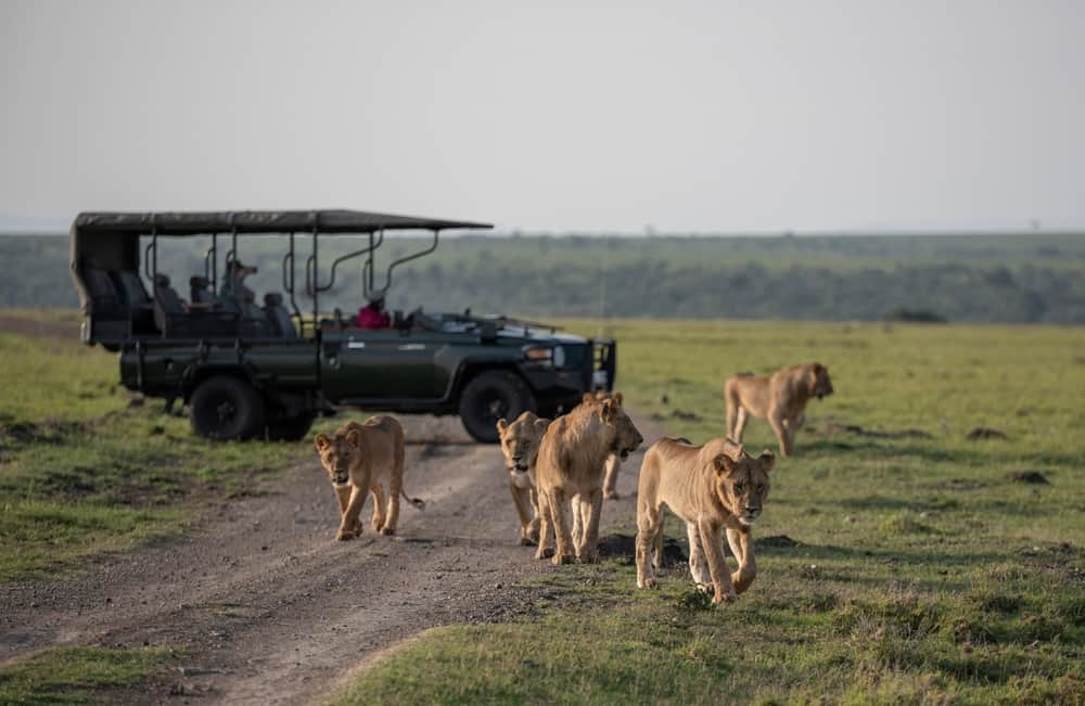 Go on a Wildlife Safari