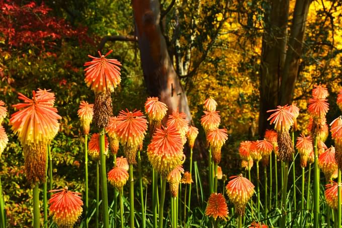 Flowers in Johannesburg City Parks & Zoo