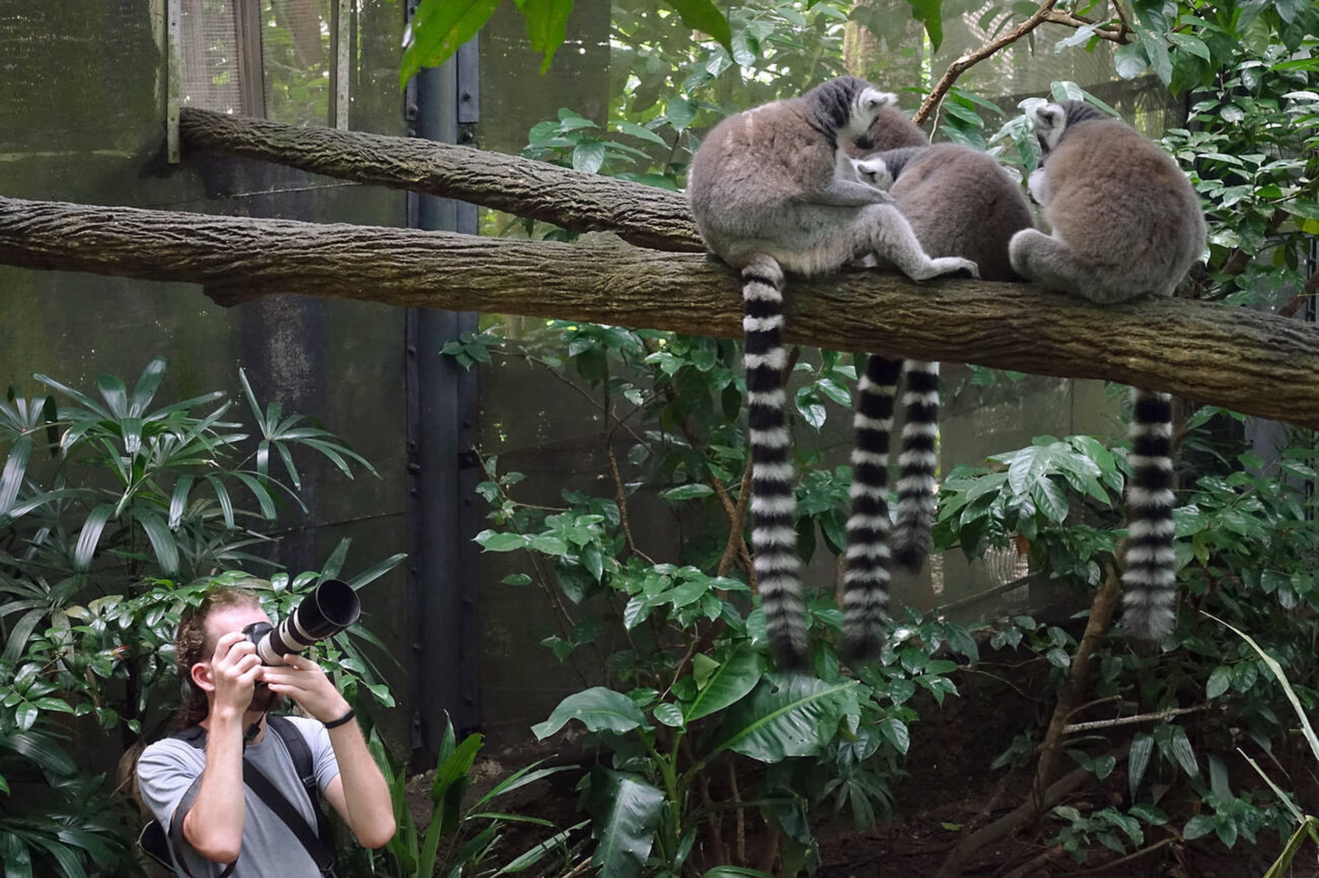 Ring tailed lemurs in Singapore Zoo