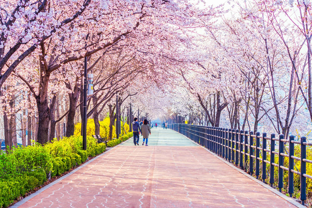 Magical South Korea With Hong Kong