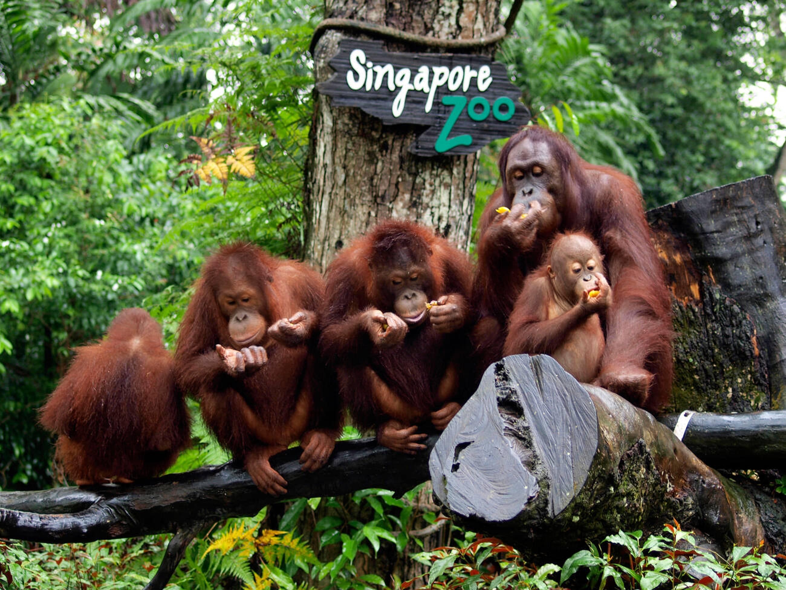 Zoo in Singapore