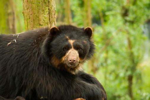 Andean bea in Philadelphia Zoo