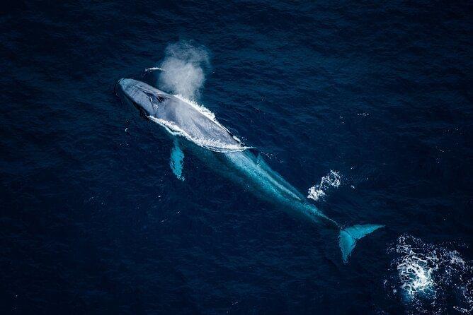 Whale in Kaikoura Whale Watching Tours