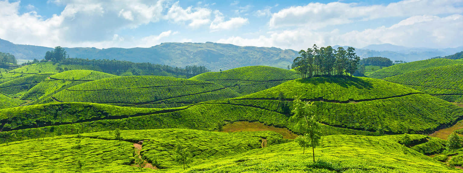 Kolukkumalai Tea Estate, <em>Munnar</em>