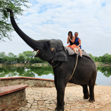 Immerse yourself in Rajasthan’s cultural legacy with a ride that echoes its regal past