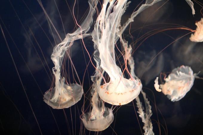 Sea Jellies