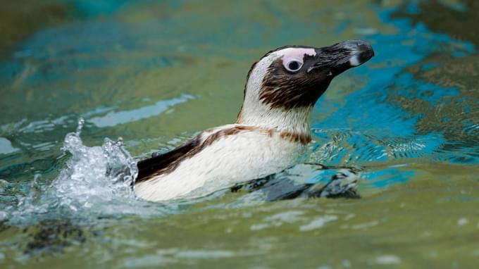 The African Penguins