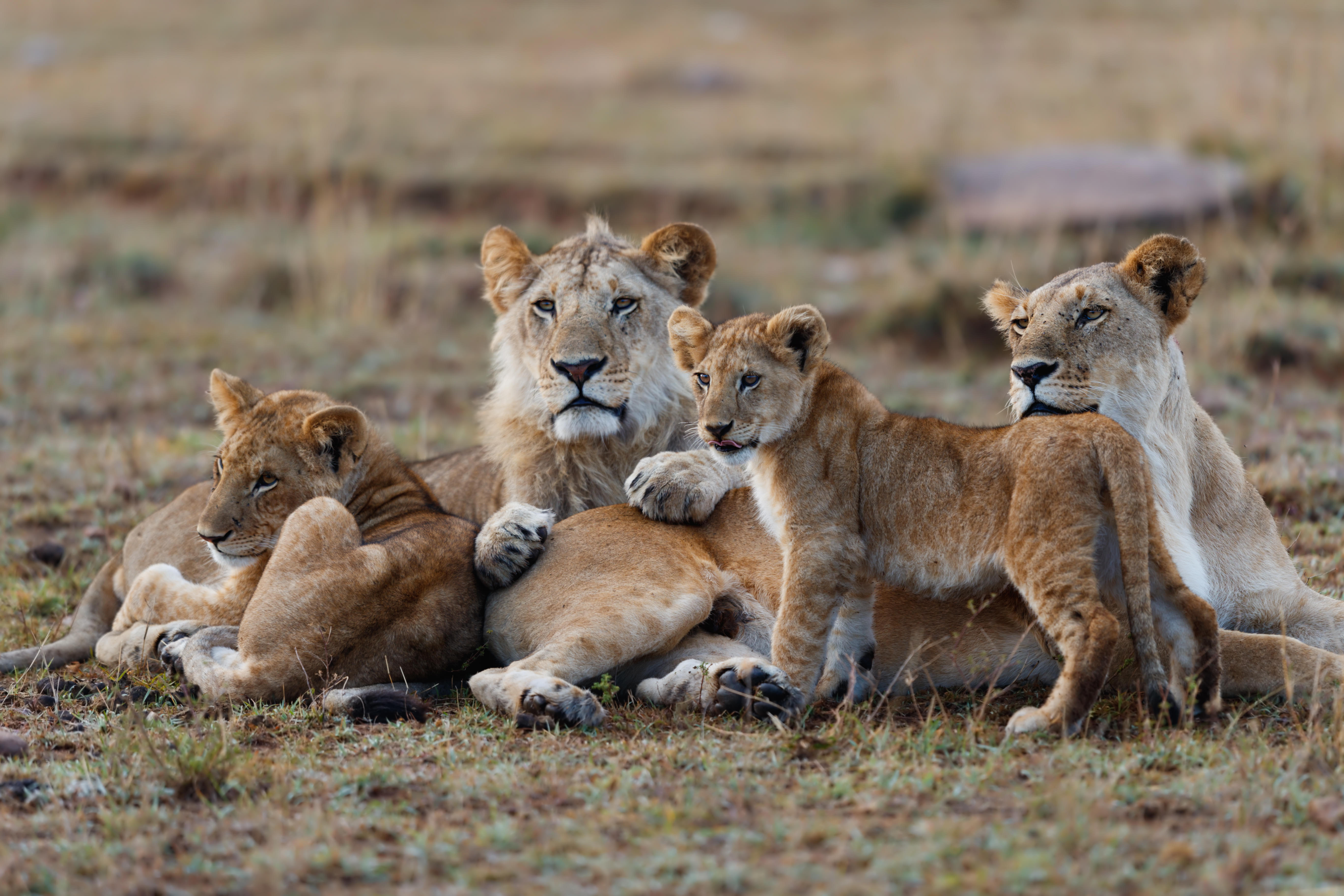 Masai Mara National Reserve Tour Packages | Upto 40% Off