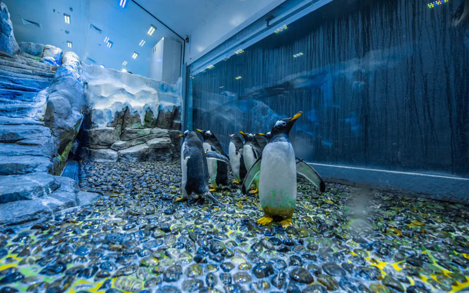 Wait for the adorable penguins to waddle their way up to you