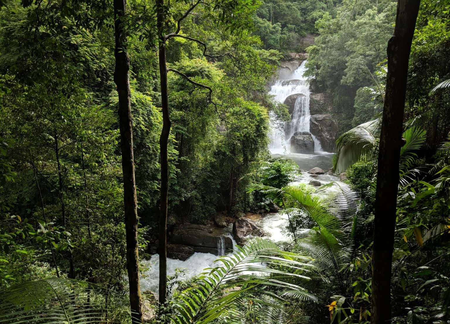 Scenic Getaway to Wayanad