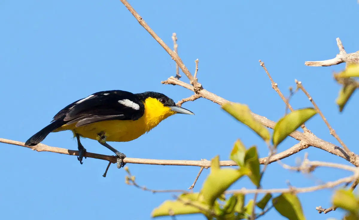 Yala National Park