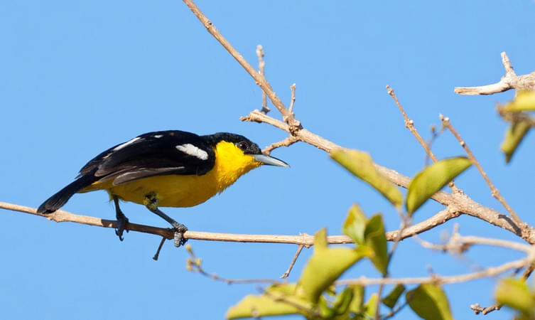 Yala National Park