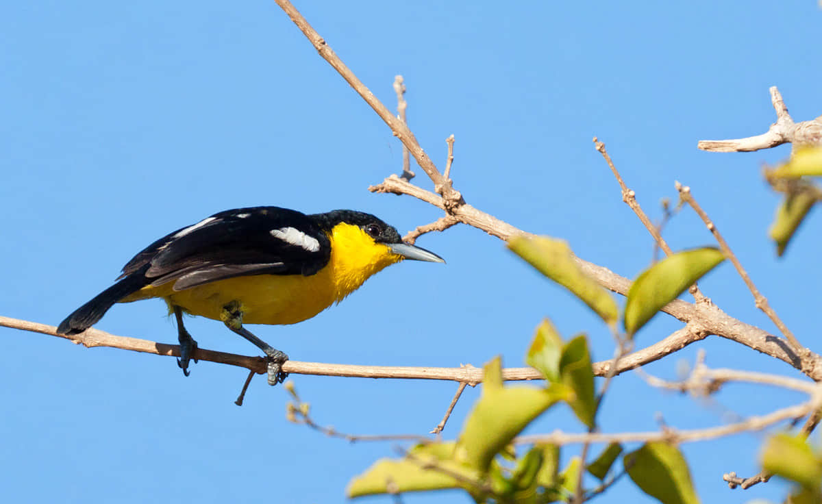 Yala National Park, <em>Sri Lanka</em>