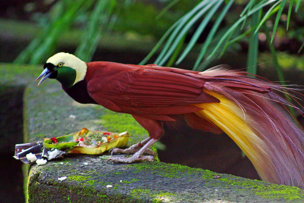 Bali Bird & Reptile Park, <em>Ubud</em>