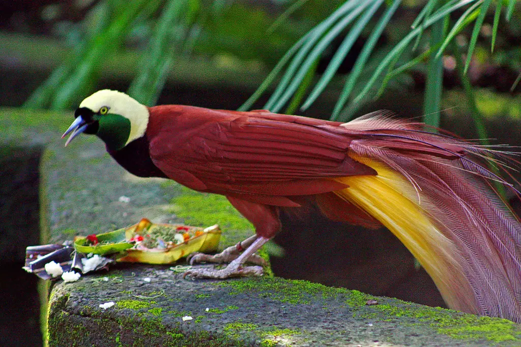Bali Bird & Reptile Park