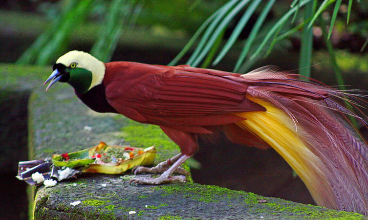 Bali Bird & Reptile Park