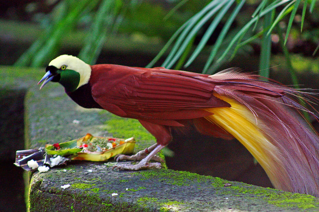 Bali Bird & Reptile Park Overview