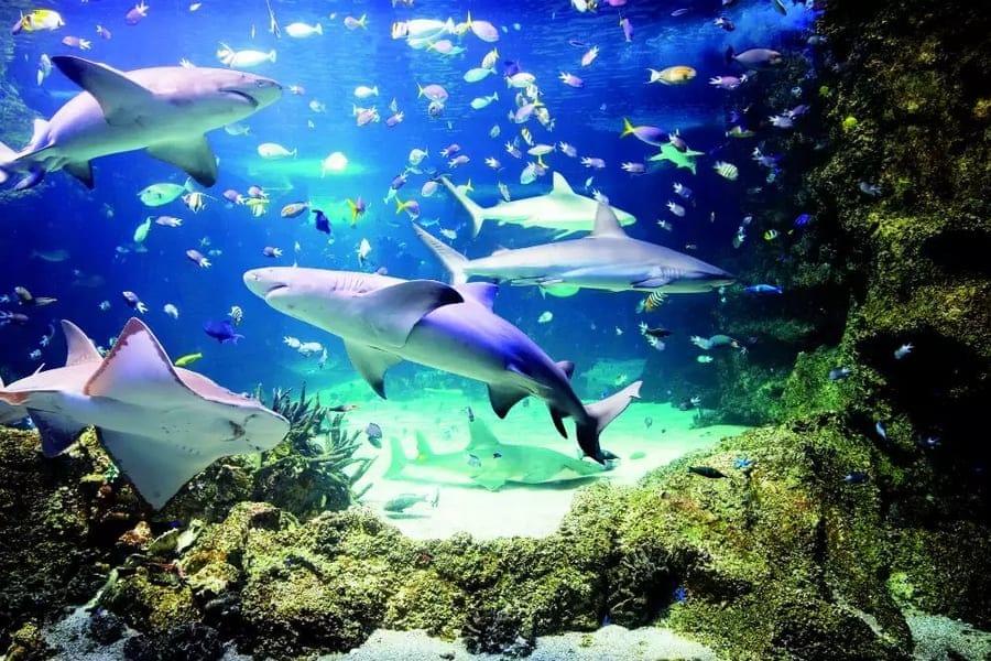 Sea Life Aquarium Highlights 