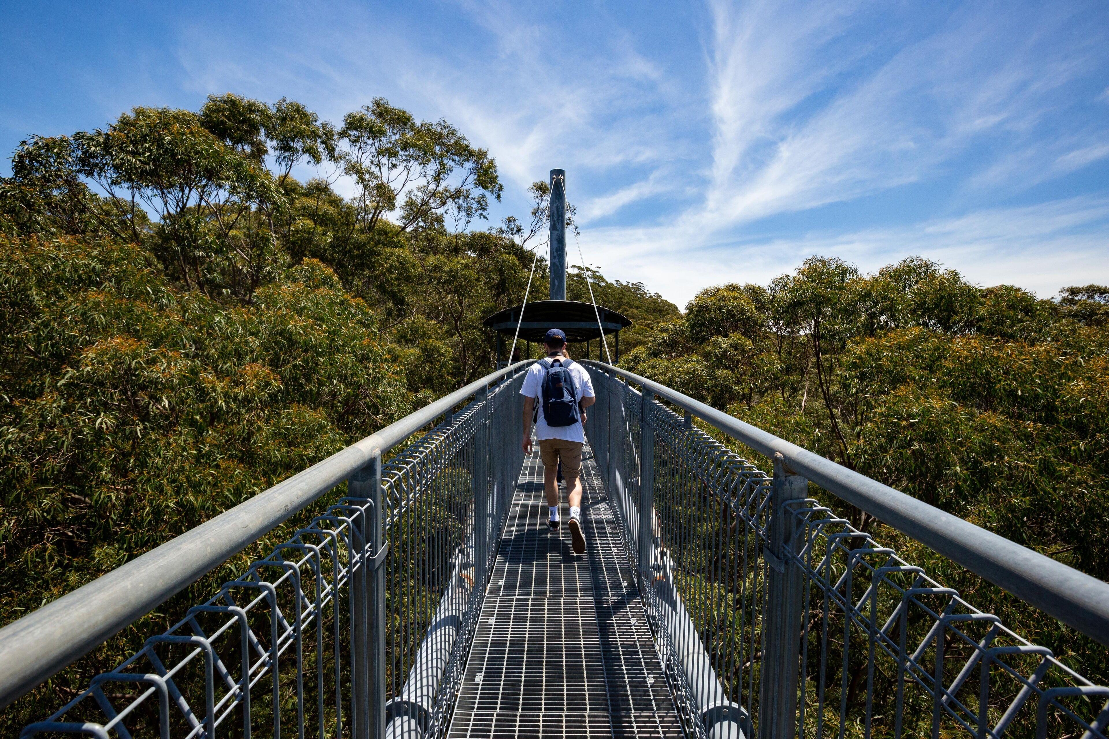 Illawarra Fly Treetop Walk