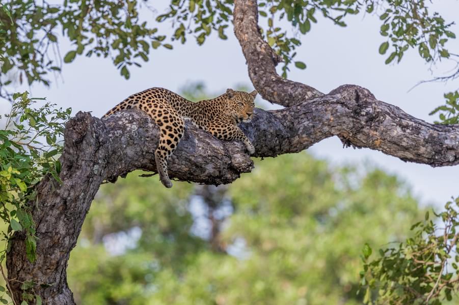 Zambia Tour Package from India Image