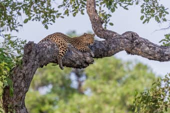 Zambia Tour Package from India