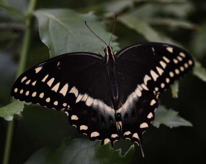 Butterfly at Bronx Zoo