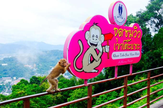 Monkey Hill