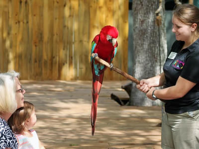 Learn all about the different birds & animals at the zoo