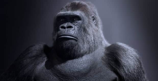 Guy The Gorrila