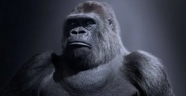 Guy The Gorrila