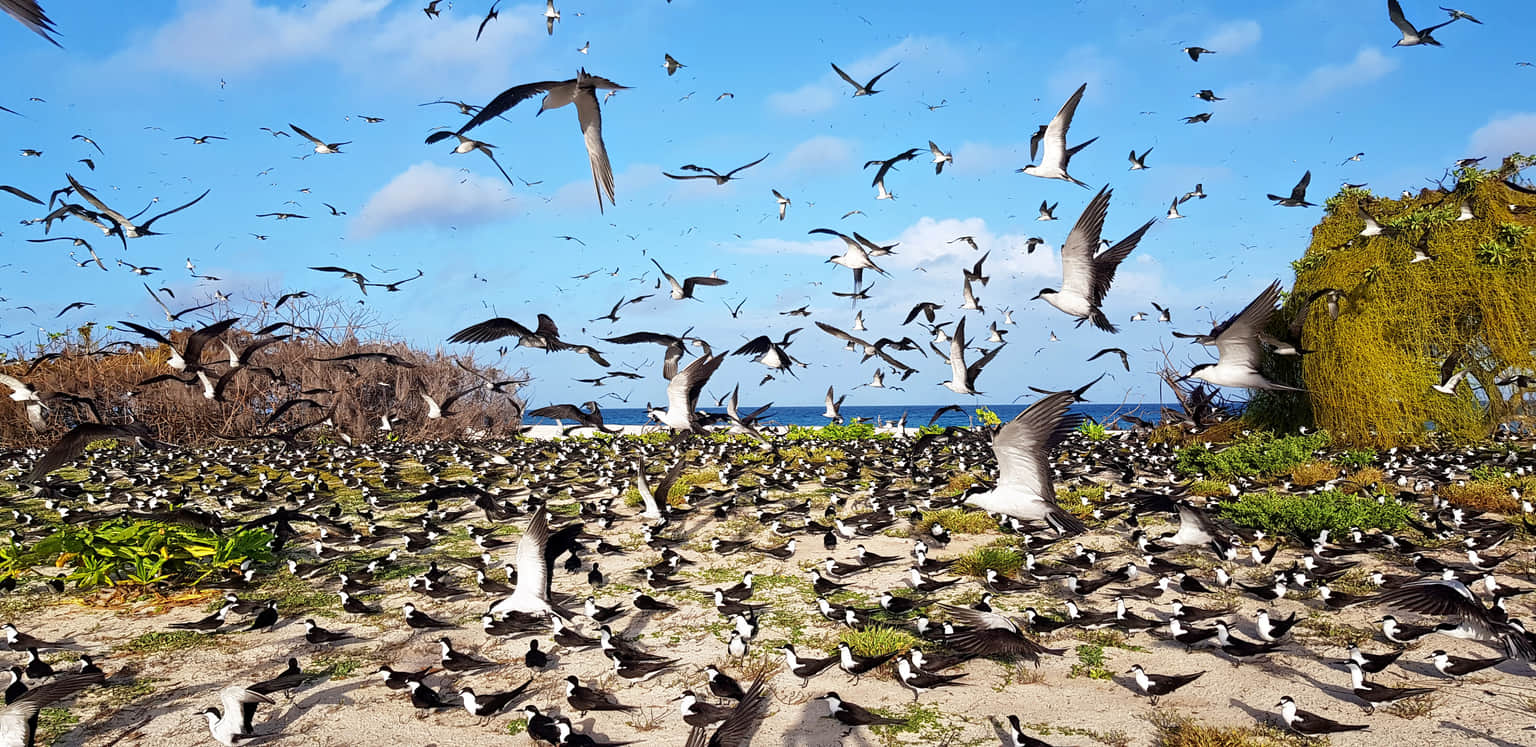 Bird Island, <em>Seychelles</em>