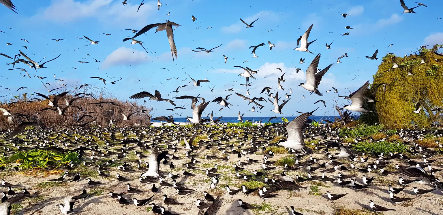 Bird Island