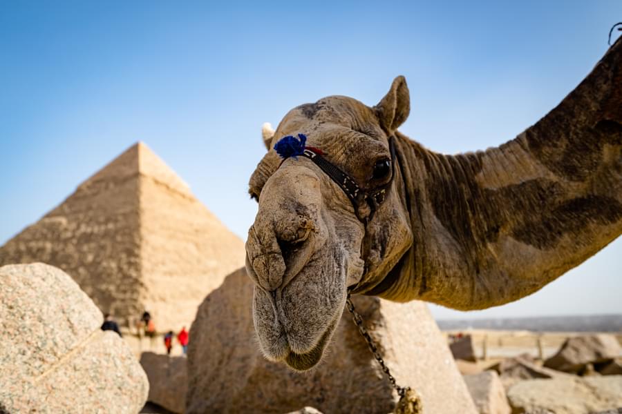 Pyramids of Giza Tours from Cairo