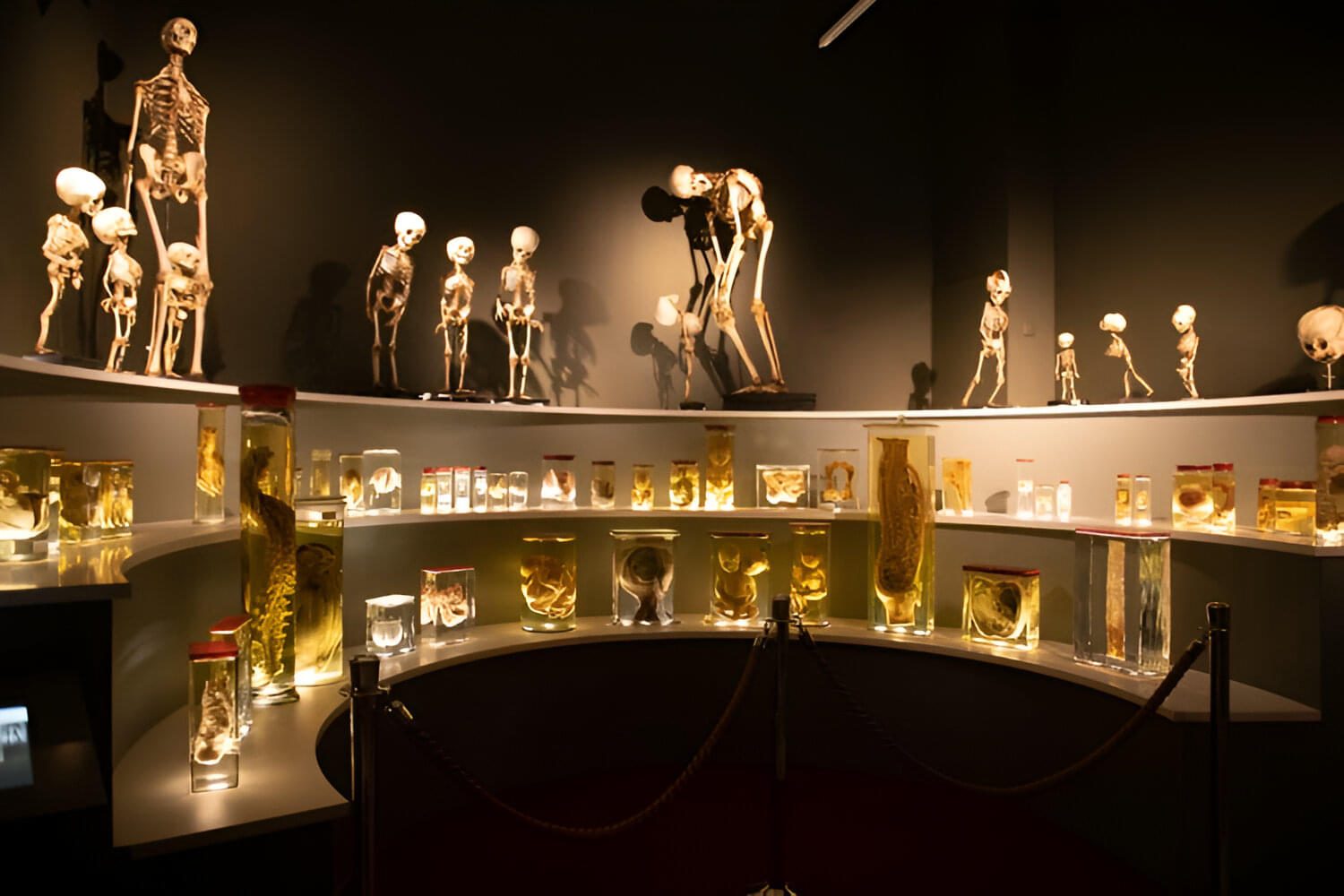 Marvel at the Fossil Collections and Archeological artefacts