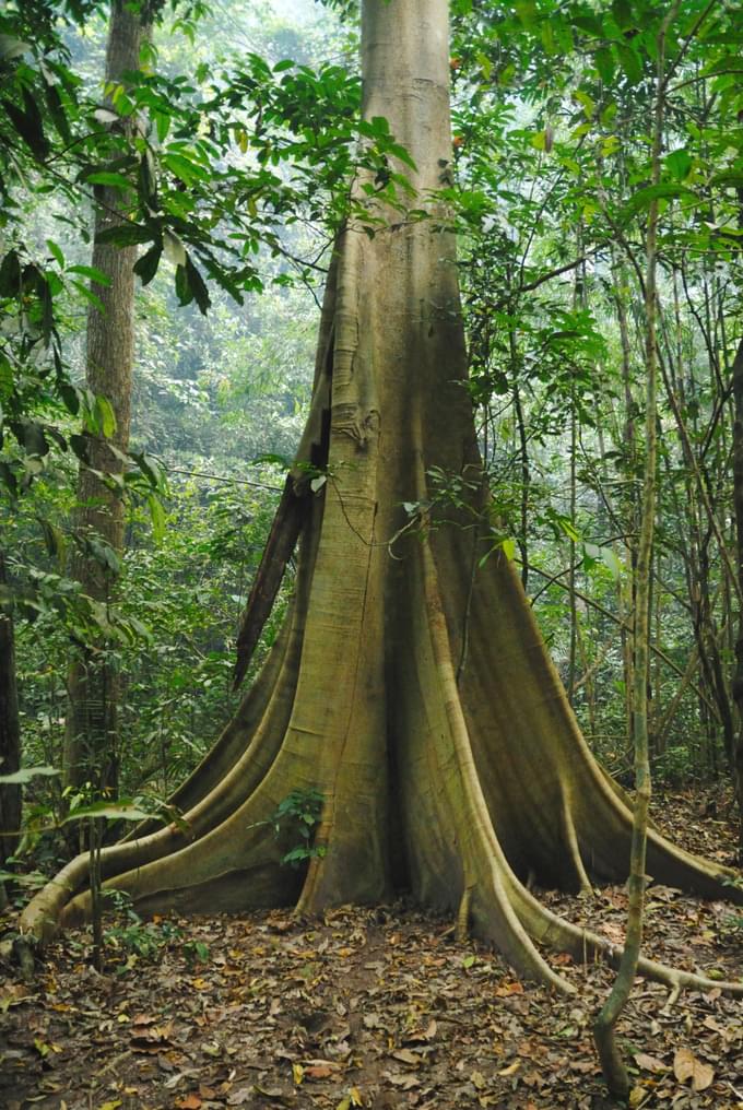 Khao Sok National Park