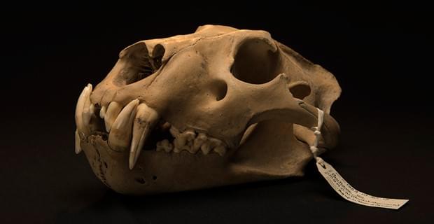 Barbary Lion Skull