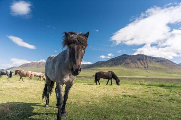 Icelandic Horseback Riding Tour