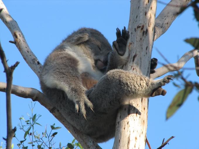 Philip Island Tour