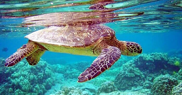 Turtle Island National Park Sabah