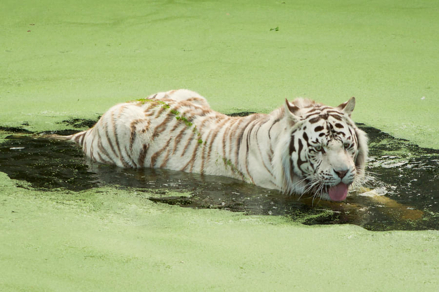Get amazed by watching the ferocious White Tigers