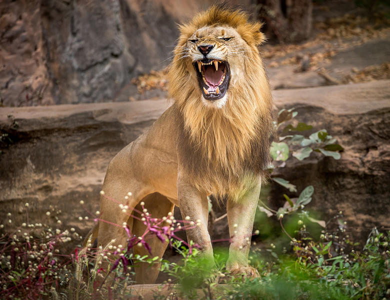 Hear the roar of the majestic Lions as you stroll through the zoo