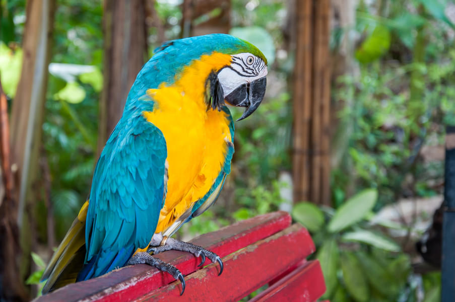 Watch Blue-and-yellow macaw (Ara ararauna)