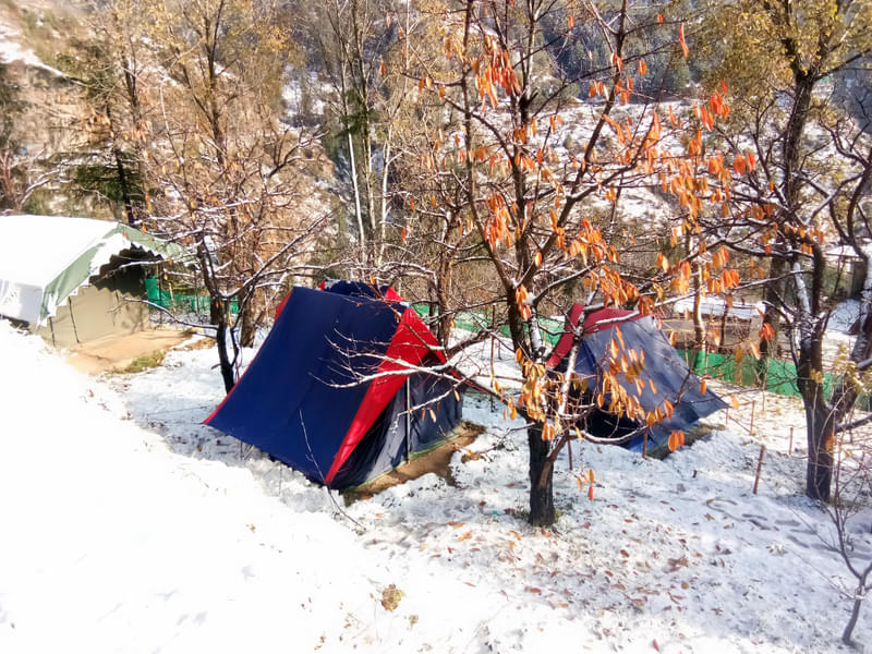 Jungle Camping In Narkanda Image