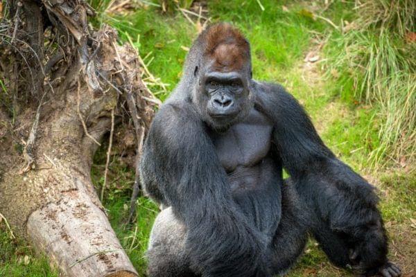 Gorilla in houston zoo