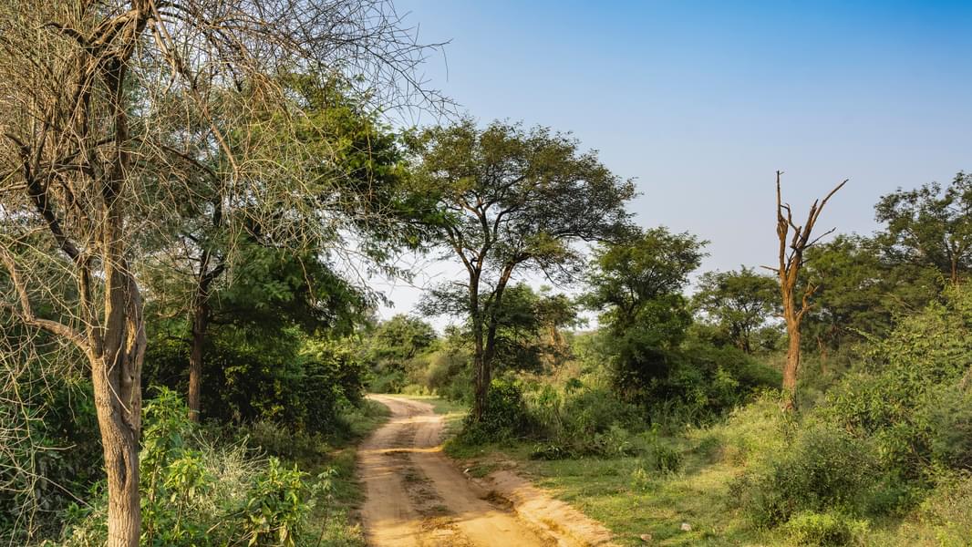 Jaipur To Sariska Day Trip​ Image