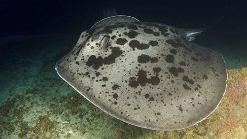 Black-blotched Fantail Ray