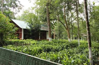 Go Wild At Kaziranga With Nature Hunt Eco Camp